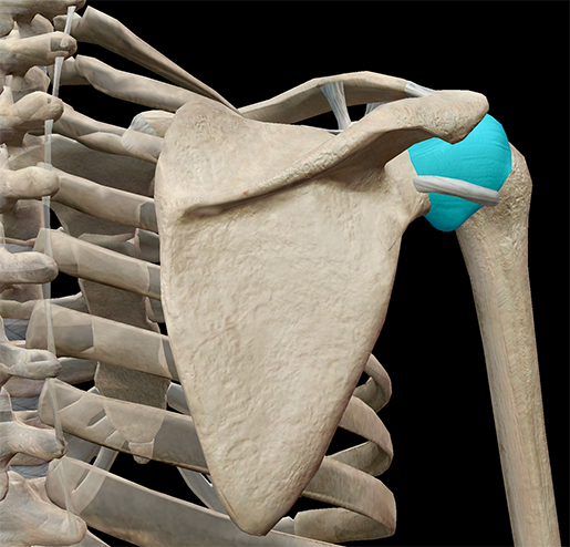 3d Skeletal System The Shoulder Girdle